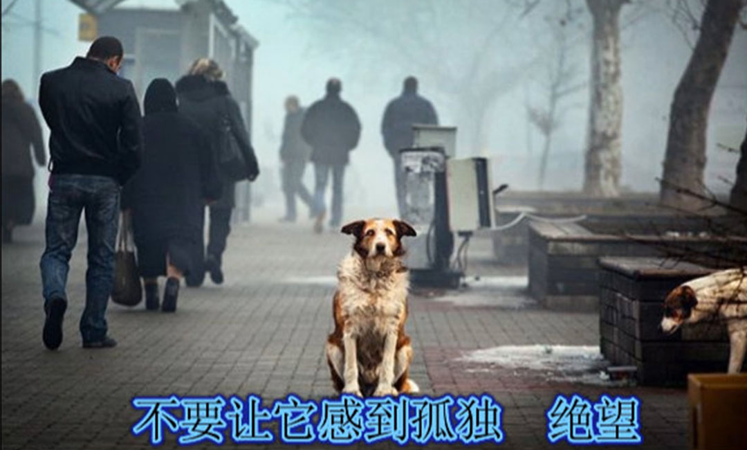 北碚北碚爱影圈微博微信转发案例